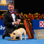 Dog Owned By Chargers DE Morgan Fox Wins Best in Show and 15 Other Famous Athletes Who Are Proud Dog Owners